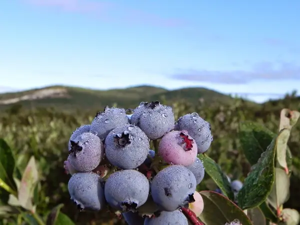 Libby's U-Pick Fruit, Limerick, ME