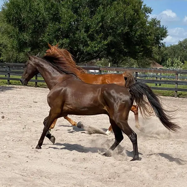 Licciardello Stables, photo 2