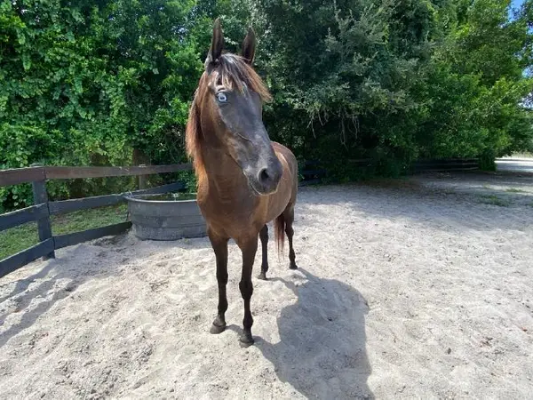 Licciardello Stables, photo 3