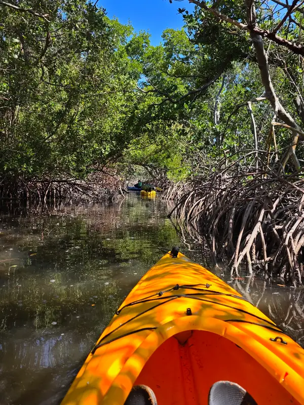 Lido Key Mangrove Kayak Tours, photo 2
