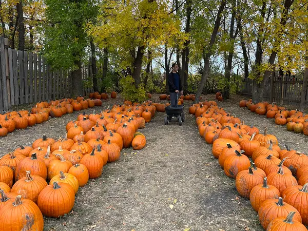 Lil Bitz Pumpkin Patch, West Fargo, ND