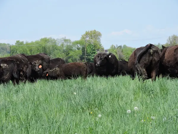 Lima Family Farms, Hillsborough Township, NJ