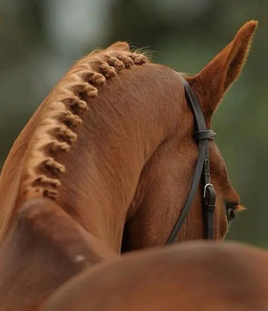 Lincourt Stables
