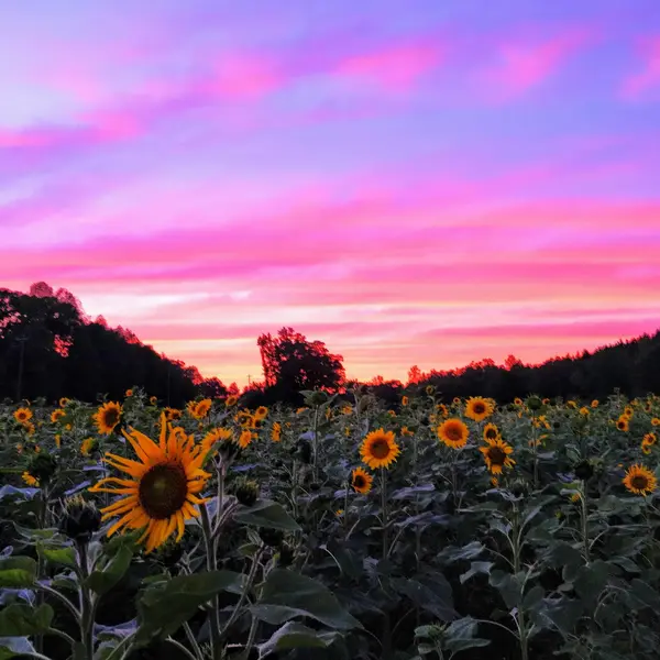 Little Cane Creek Farm & Corn Maze, West Union, SC