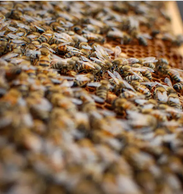 Little Family Farm & Apiary, Denver, NC