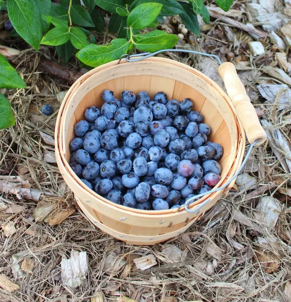 Little Hill Berry Farm, Northfield, MN