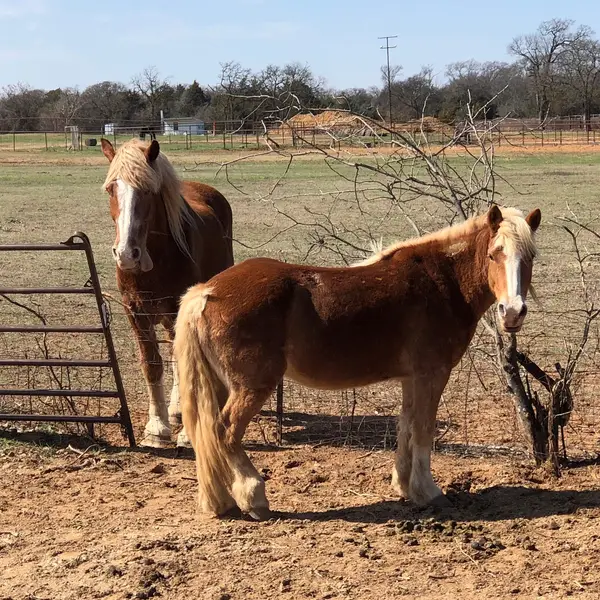 Little K Acres, photo 3