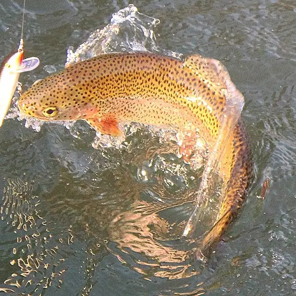 Little Red Trout, Heber Springs, AR