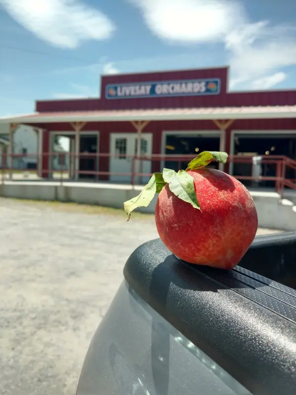 Livesay Orchards, Porter, OK