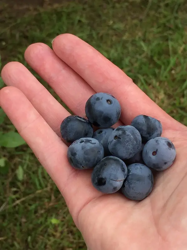 Loblolly Ridge Farm Blueberry U-pick, Amite City, LA
