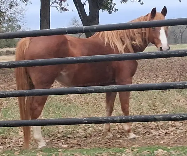 Lobos Horse Ranch & Stables, photo 3