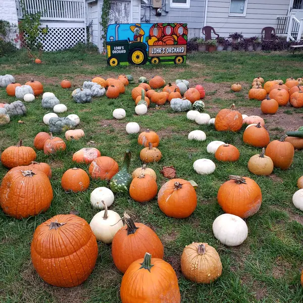Lohr's Orchard, Churchville, MD