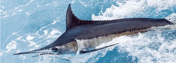 Longer Days Sportfishing Charters