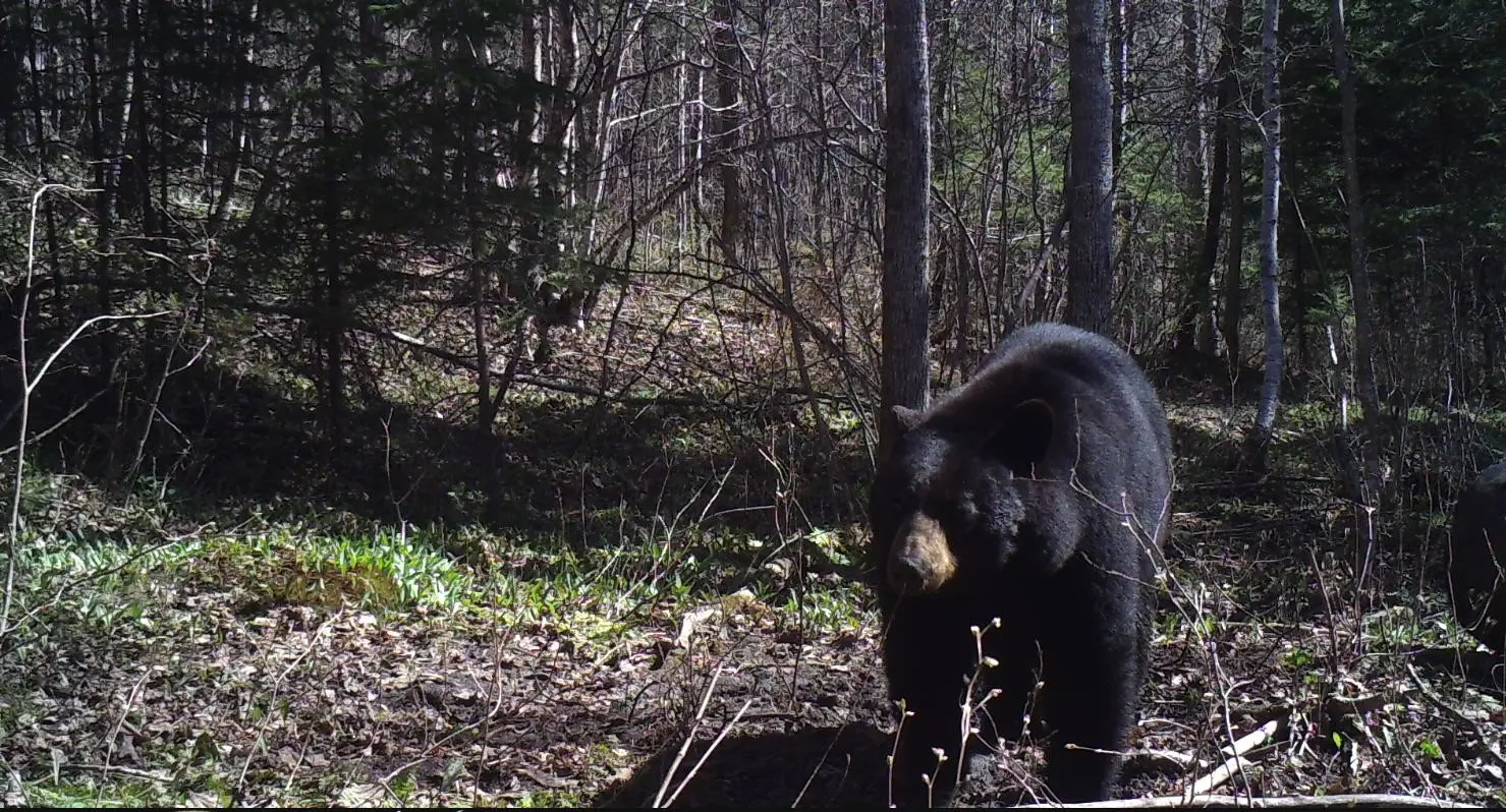 Loring Bear Outfitters