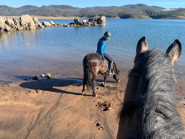 Los Lagos Equestrian, photo 4