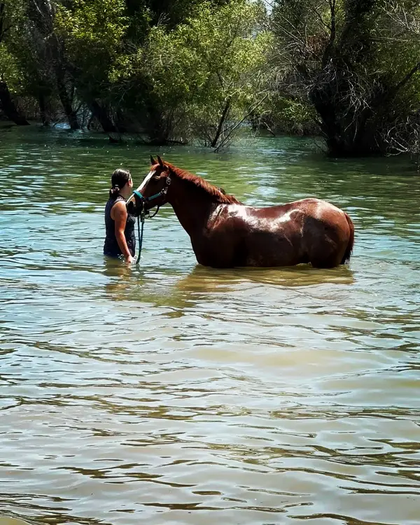 Los Lagos Equestrian, photo 1