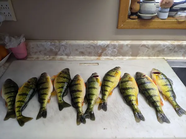 Lucky’s Sons Ice fishing Lake Simcoe Outfitters, photo 2