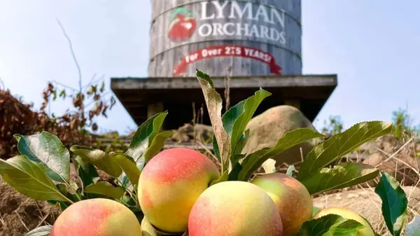 Lyman Orchards Pick Your Own, Middlefield, CT