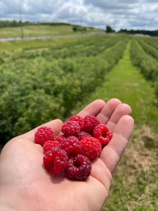 Lyman Orchards Pick Your Own Raspberries, Middlefield, CT