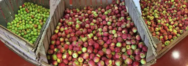 Mack's Apples, Londonderry, NH