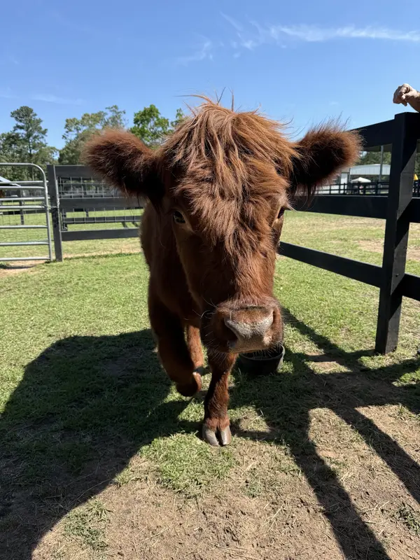 Magnolia Meadows Ranch, photo 3