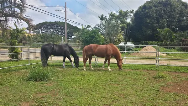 Malu'Olu Ranch
