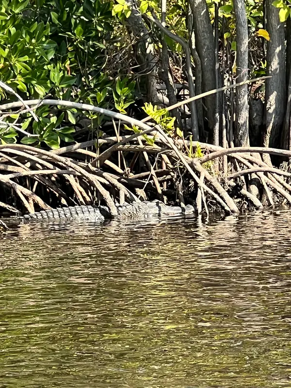 Manatee Kayaking Company, photo 2