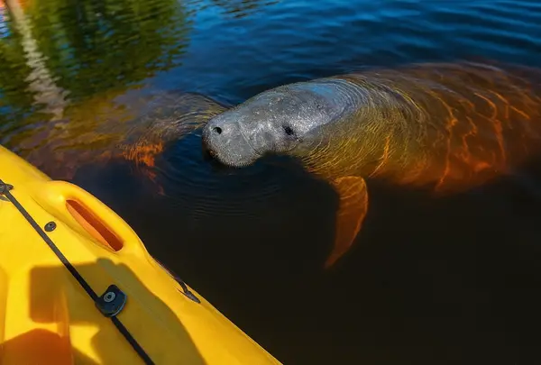 Manatee Kayaking Company, photo 3