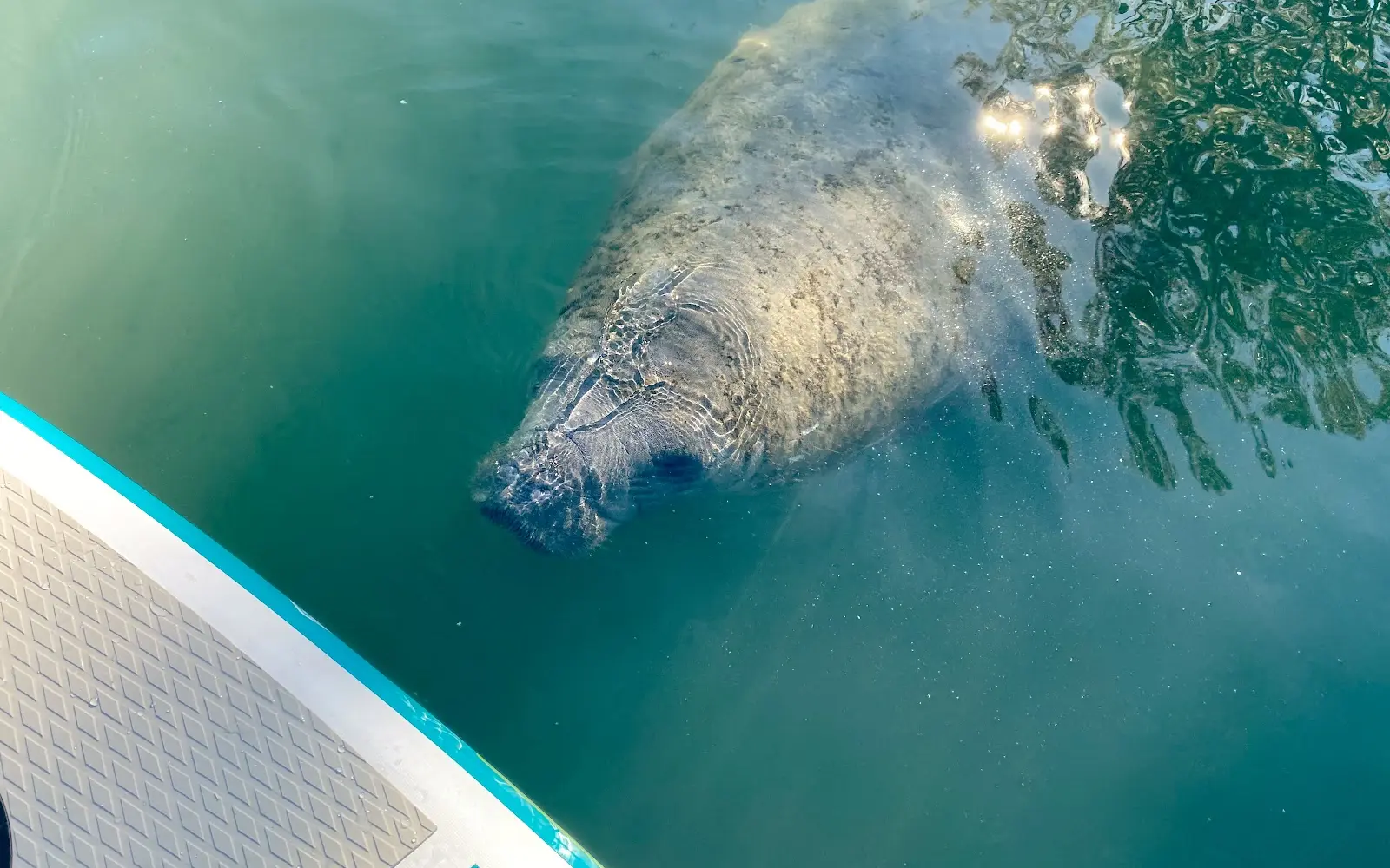 Manatee Paddle Rentals & Tours