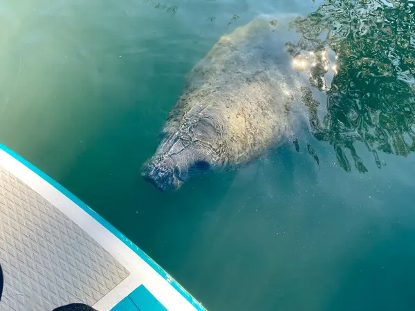 Manatee Paddle Rentals & Tours