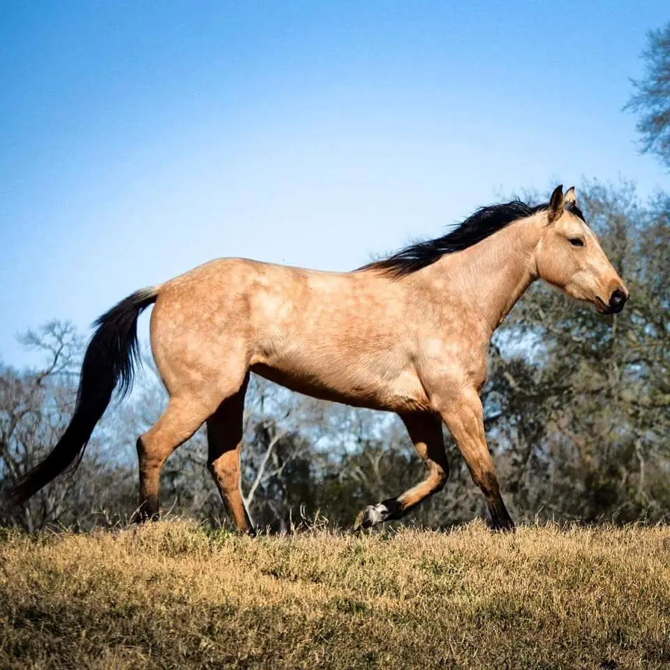 Maner Horse Ranch & Boarding