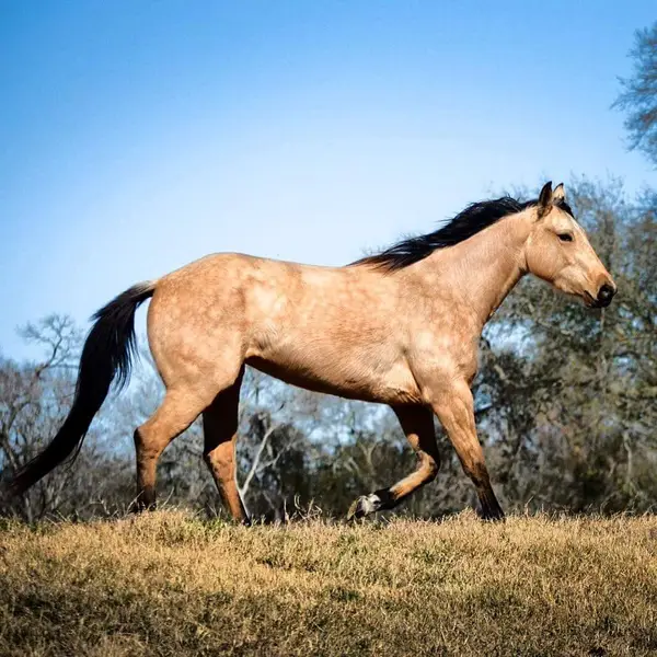 Maner Horse Ranch & Boarding