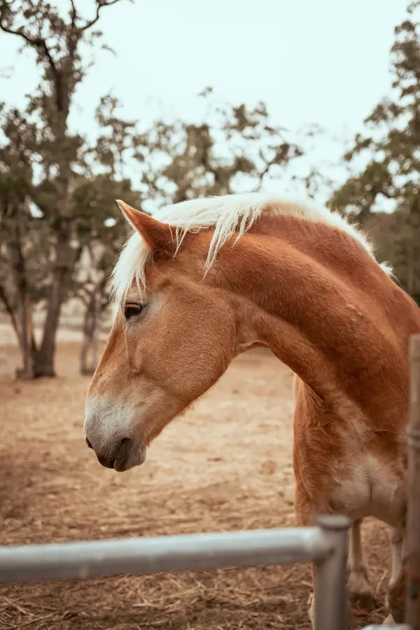 Maneva Horse Riding Los Angeles, photo 3