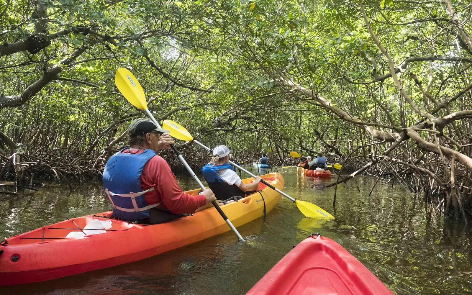 Mangrove Tunnels Kayak Tours