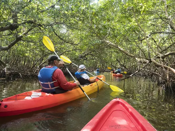 Mangrove Tunnels Kayak Tours