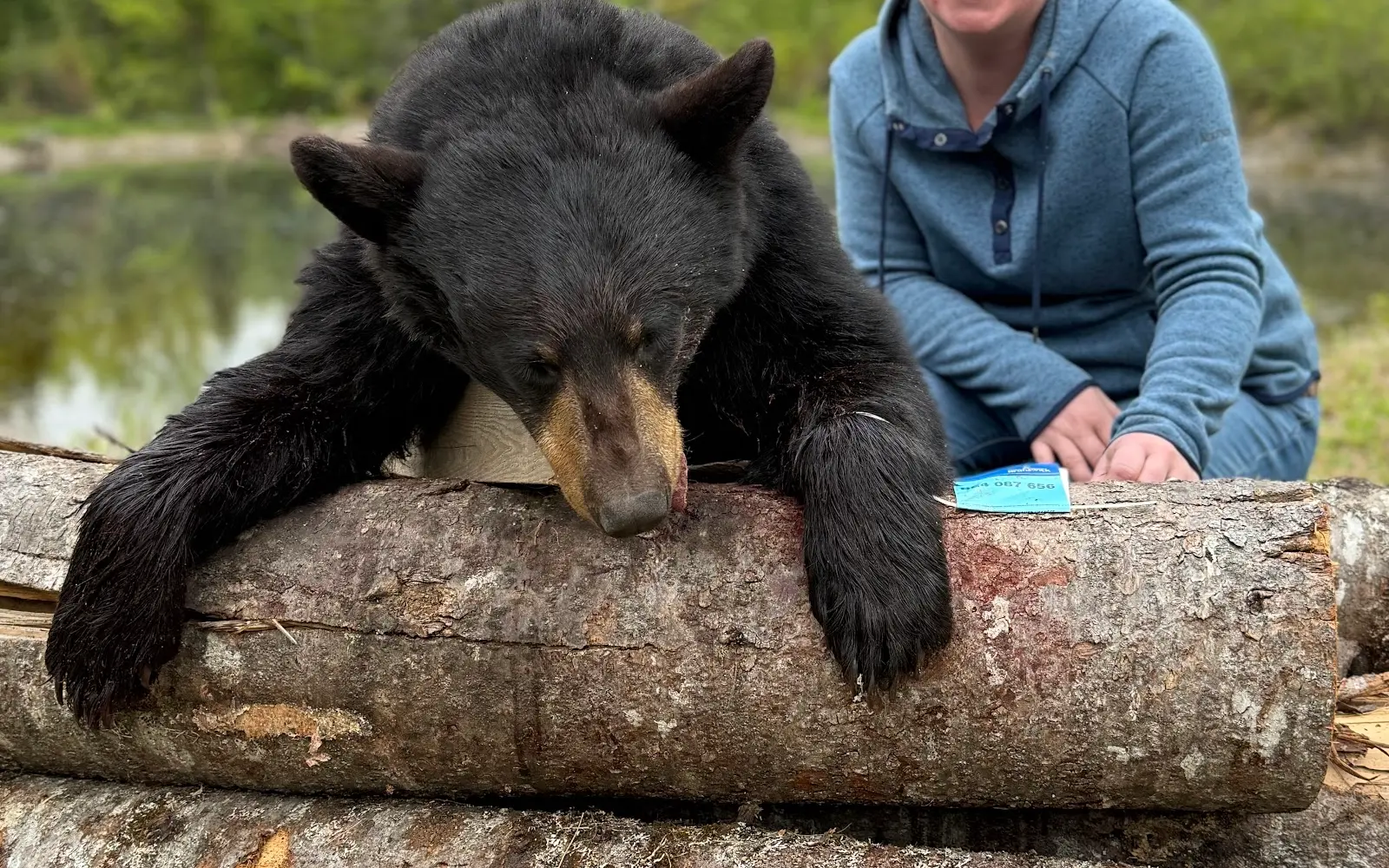Maple Bear Outfitter