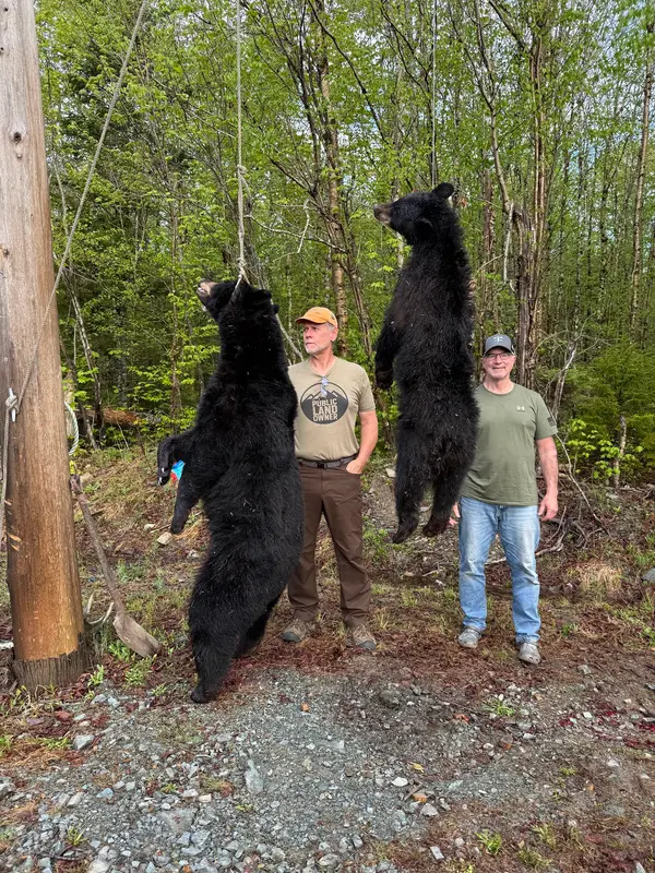 Maple Bear Outfitter, photo 3