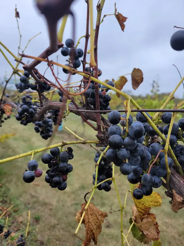 Maple Hills Orchard, LLC, Frazee, MN