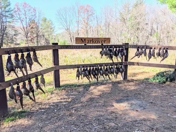 Markover Hunting Preserve