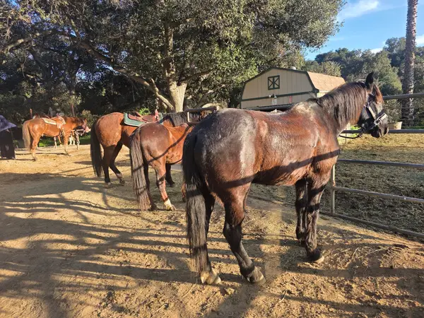 Marshall Canyon Equestrian Center, photo 2