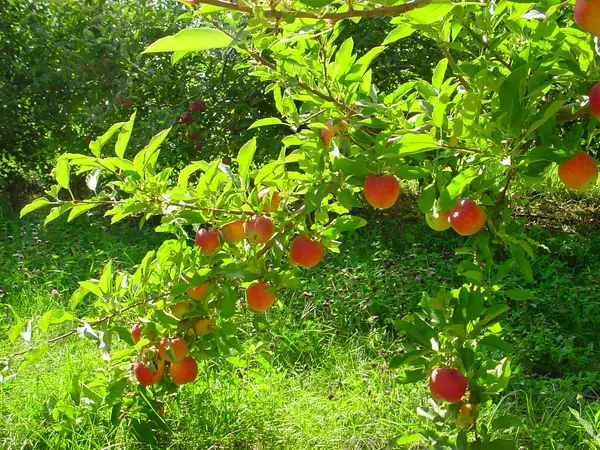 Martin's Hillside Orchard, Ceresco, NE
