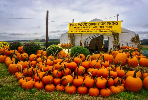 Mast Farms' Corn Maze, LLC, Morgantown, PA