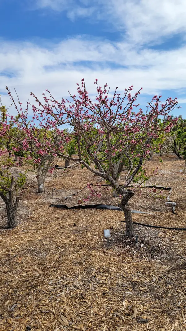 Master Gardener Orchard - University of Nevada Cooperative Extension, Las Vegas, NV