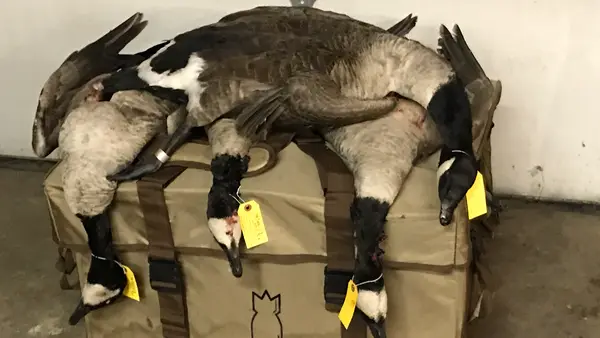 Mazonia Hunt Club