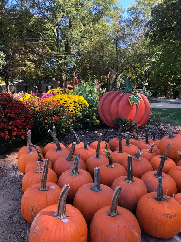 McKee CornField Maze, Rougemont, NC