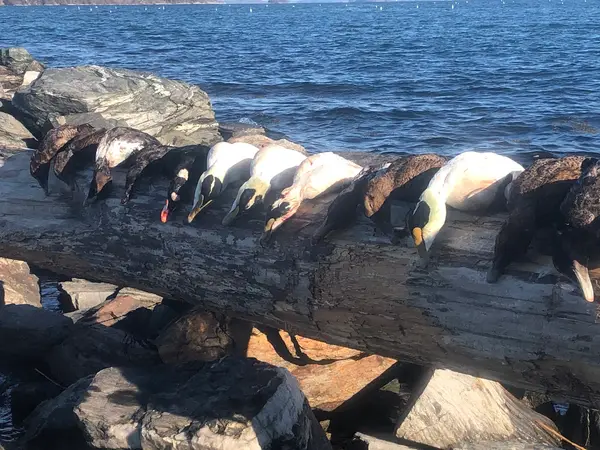 Memory Makers Guide Service Maine Sea Duck and Striper Fishing, Limerick, ME