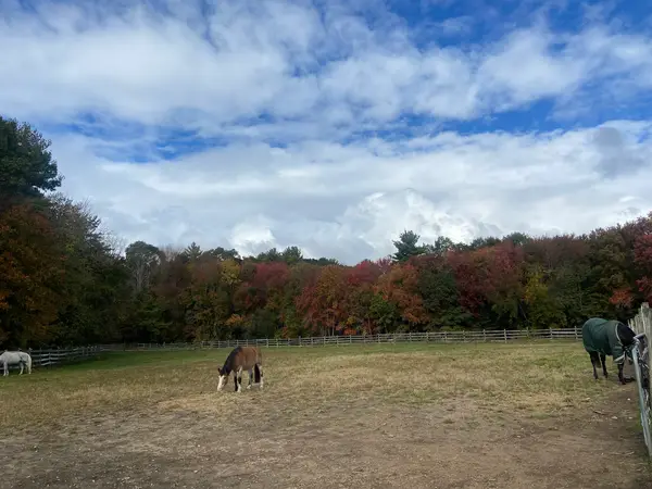 Metro West Riding Academy