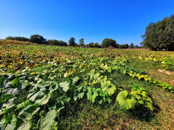 Middleton Family Farms Pumpkin Patch, Pottsville, AR