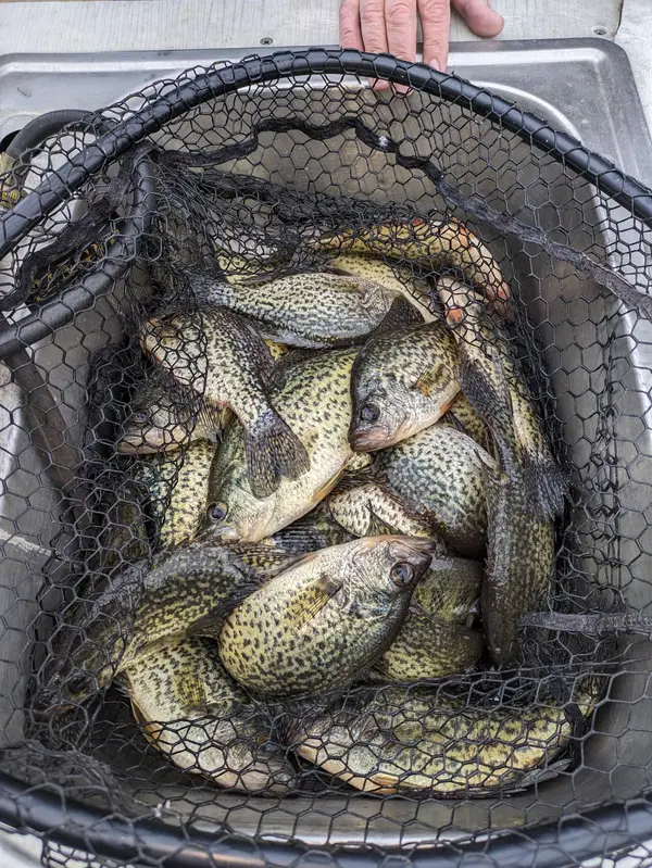 Mike's Guide Service, Lake Ozark, MO