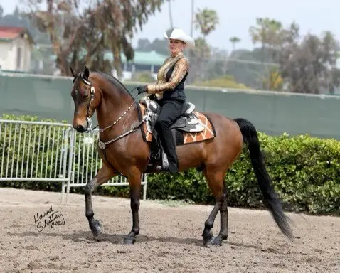 Miller Equestrian Services, photo 2